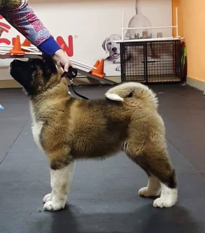 Triumf Sibiri Sting Shape of my Heart * Сэм  (Отец Zar Born To Be Famous Iz Ryzhei Stai , Мать Triumf Sibiri Dreams Come True)  Американская Акита кобель питомник RUBYLIGHT Санкт-Петербург