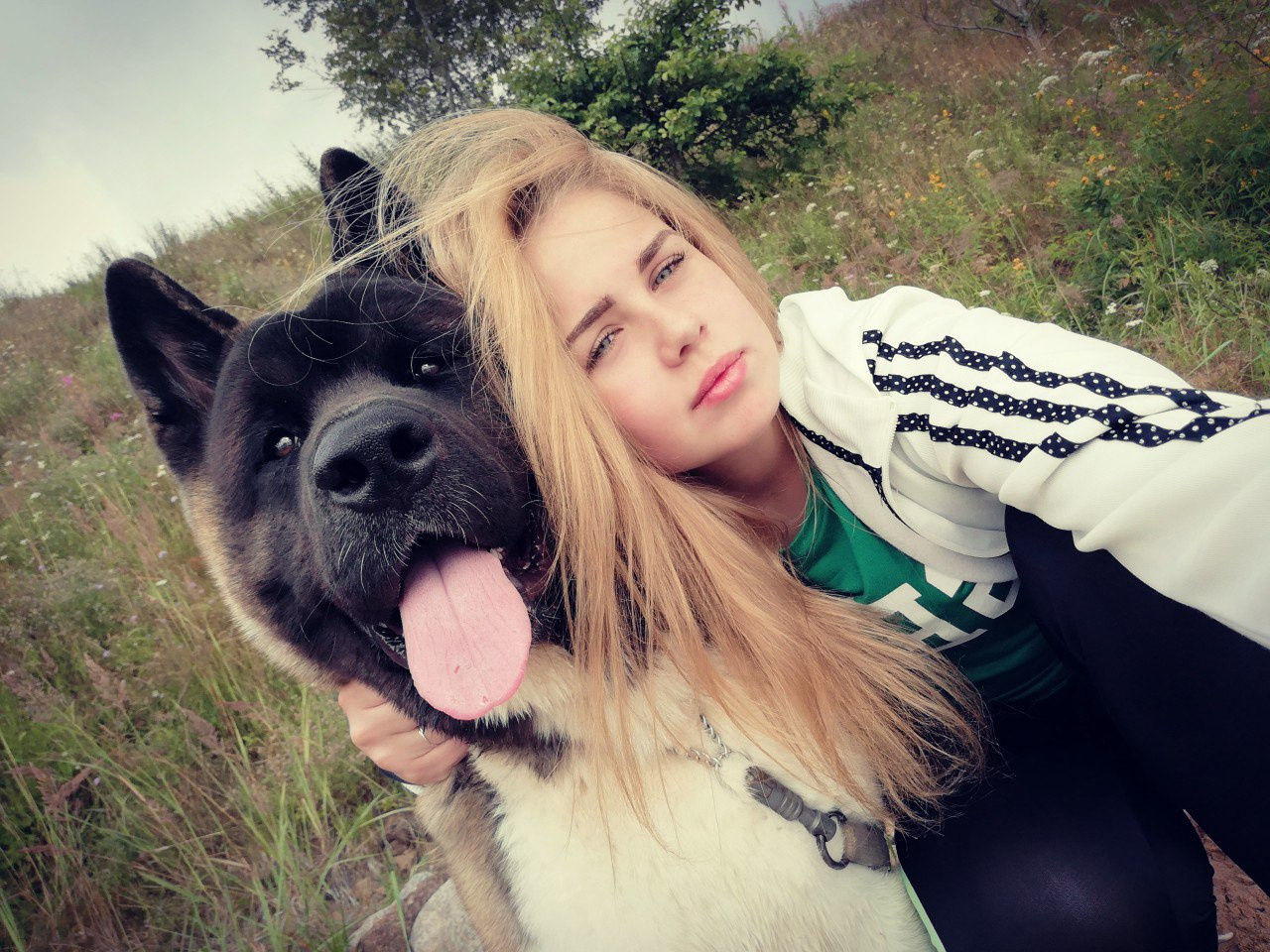 Американская акита питомник RUBYLIGHT. Американская акита I Сиба ину I Питомник RUBYLIGHT