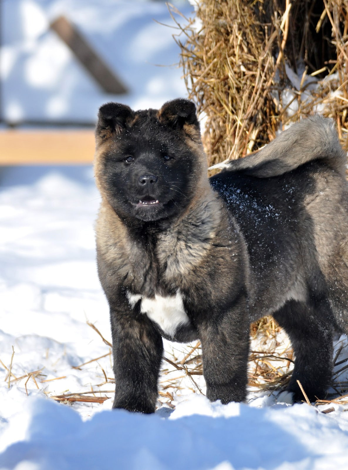 Exceligmos Ambra (Отец: Neypir Dzhemerdzhi GreatМать: Wild Rose) Американская Акита питомник RUBYLIGHT Санкт-Петербург