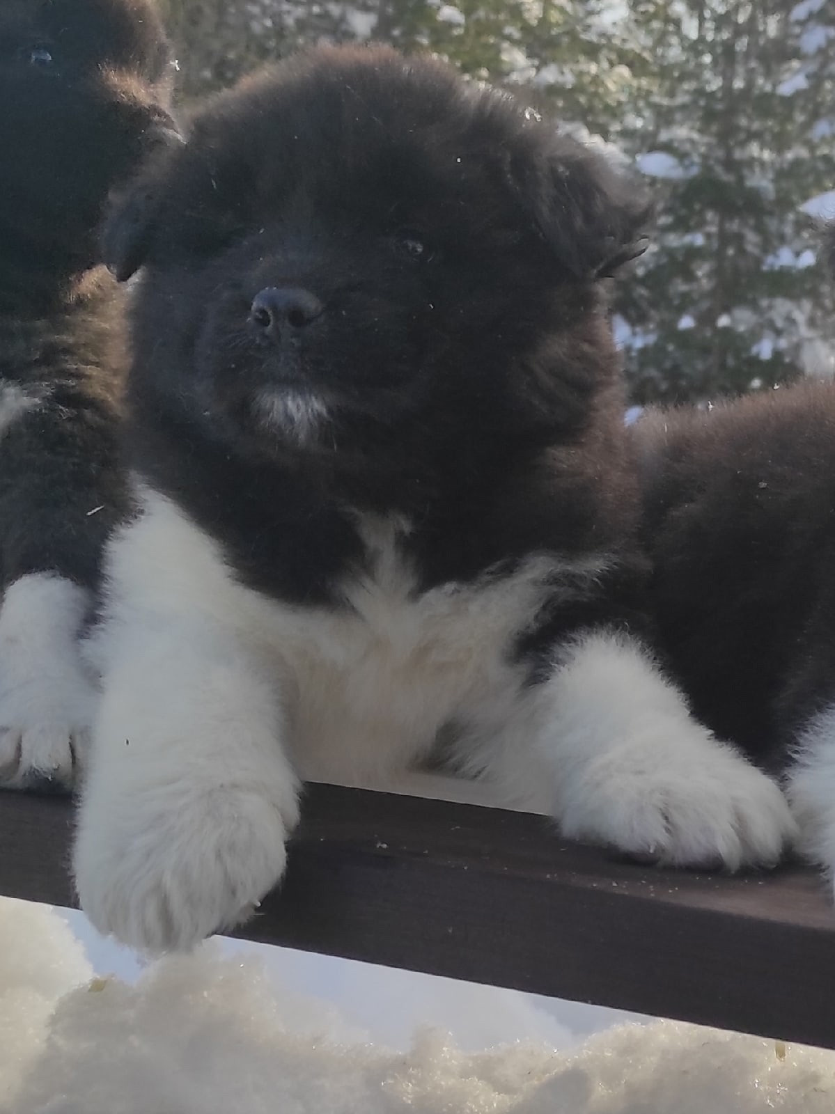 Американская акита щенки питомник