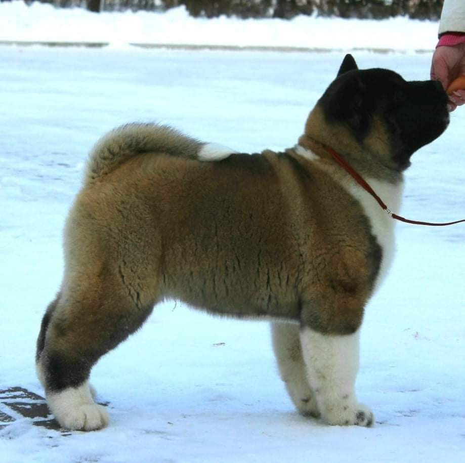 Triumf Sibiri Sting Shape of my Heart * Сэм  (Отец Zar Born To Be Famous Iz Ryzhei Stai , Мать Triumf Sibiri Dreams Come True)  Американская Акита кобель питомник RUBYLIGHT Санкт-Петербург