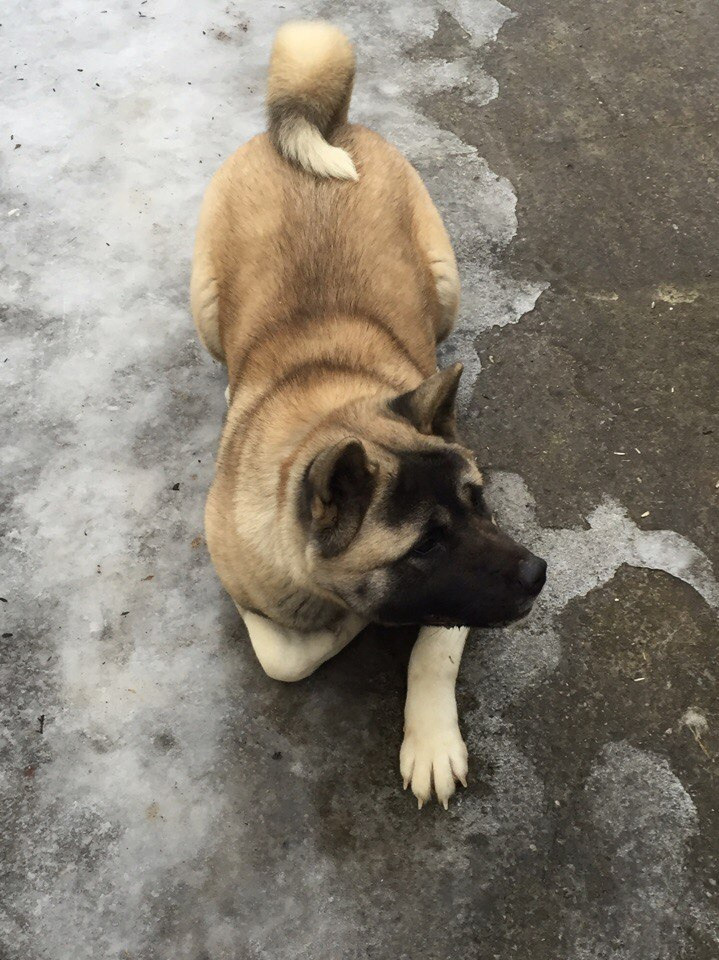 Svargas Dancing in the rain. AMERICAN AKITA RUBYLIGHT KENNEL I SHIBA-INU