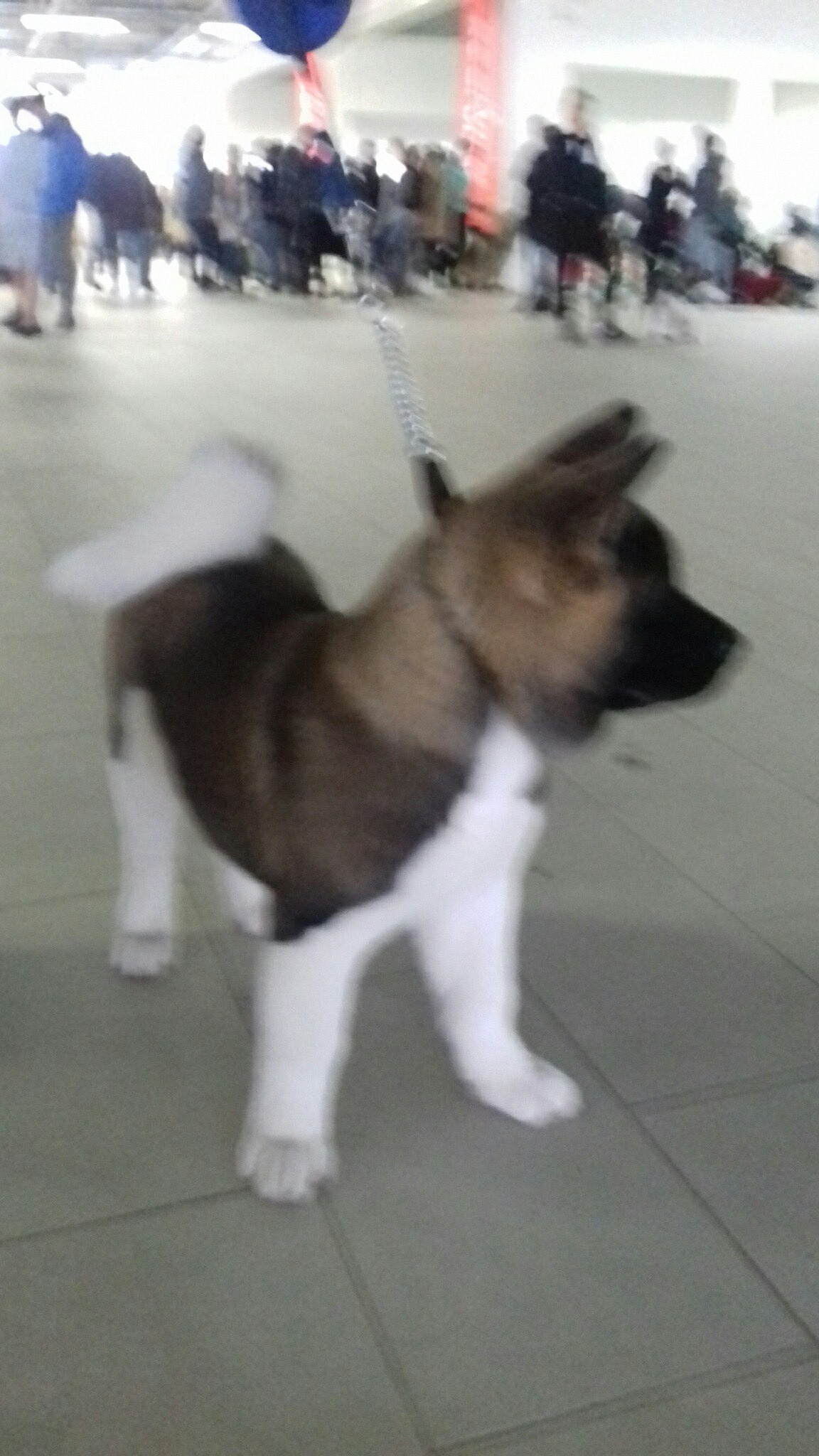 Американская акита питомник RUBYLIGHT. Американская акита I Сиба ину I Питомник RUBYLIGHT