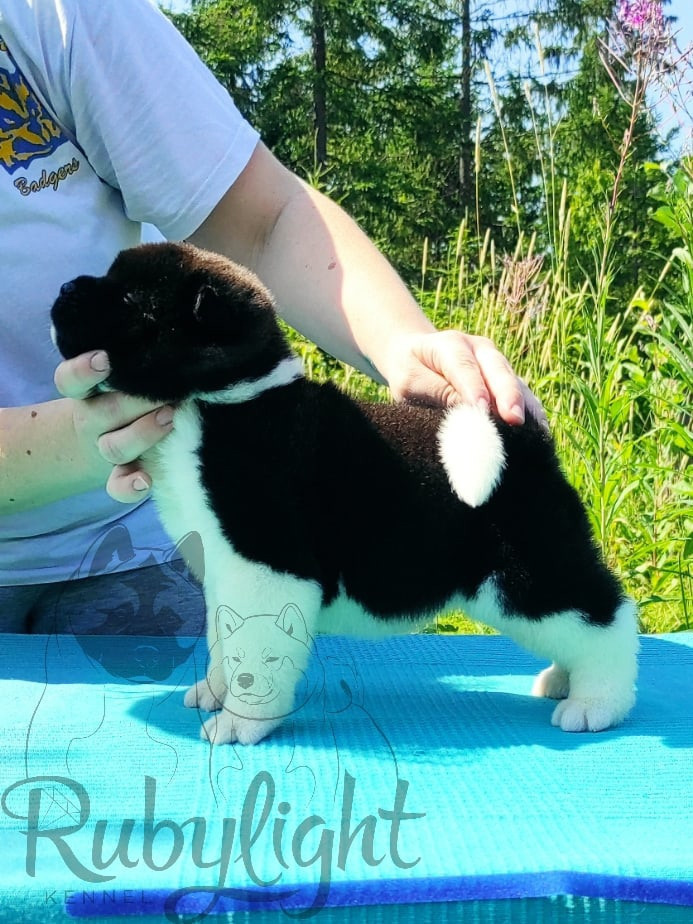 Щенки Американская акита Помет К : Alter Real Mercury и Infinit Happy