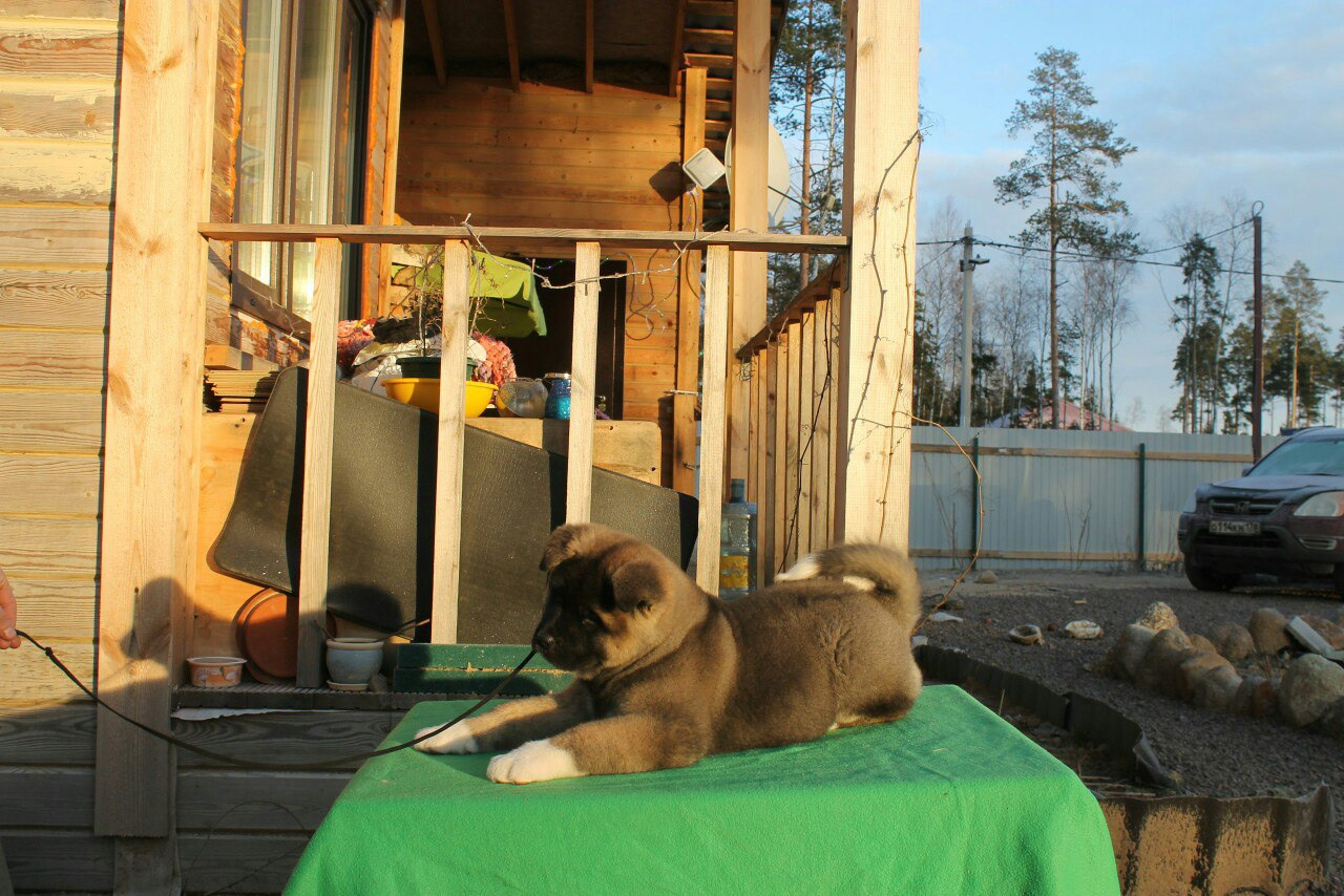 Американская акита питомник RUBYLIGHT. Американская акита I Сиба ину I Питомник RUBYLIGHT