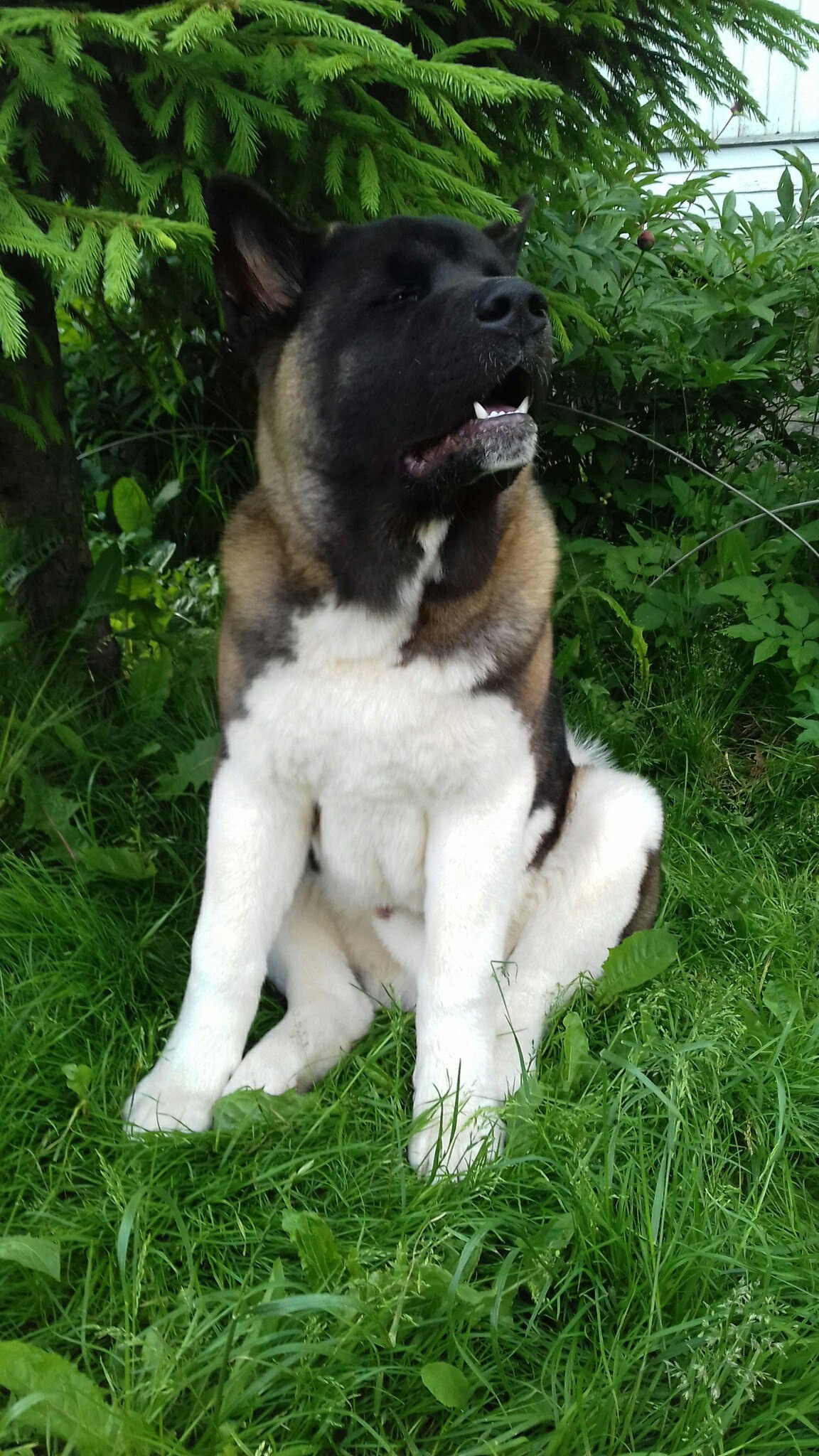 Американская акита питомник RUBYLIGHT. Американская акита I Сиба ину I Питомник RUBYLIGHT