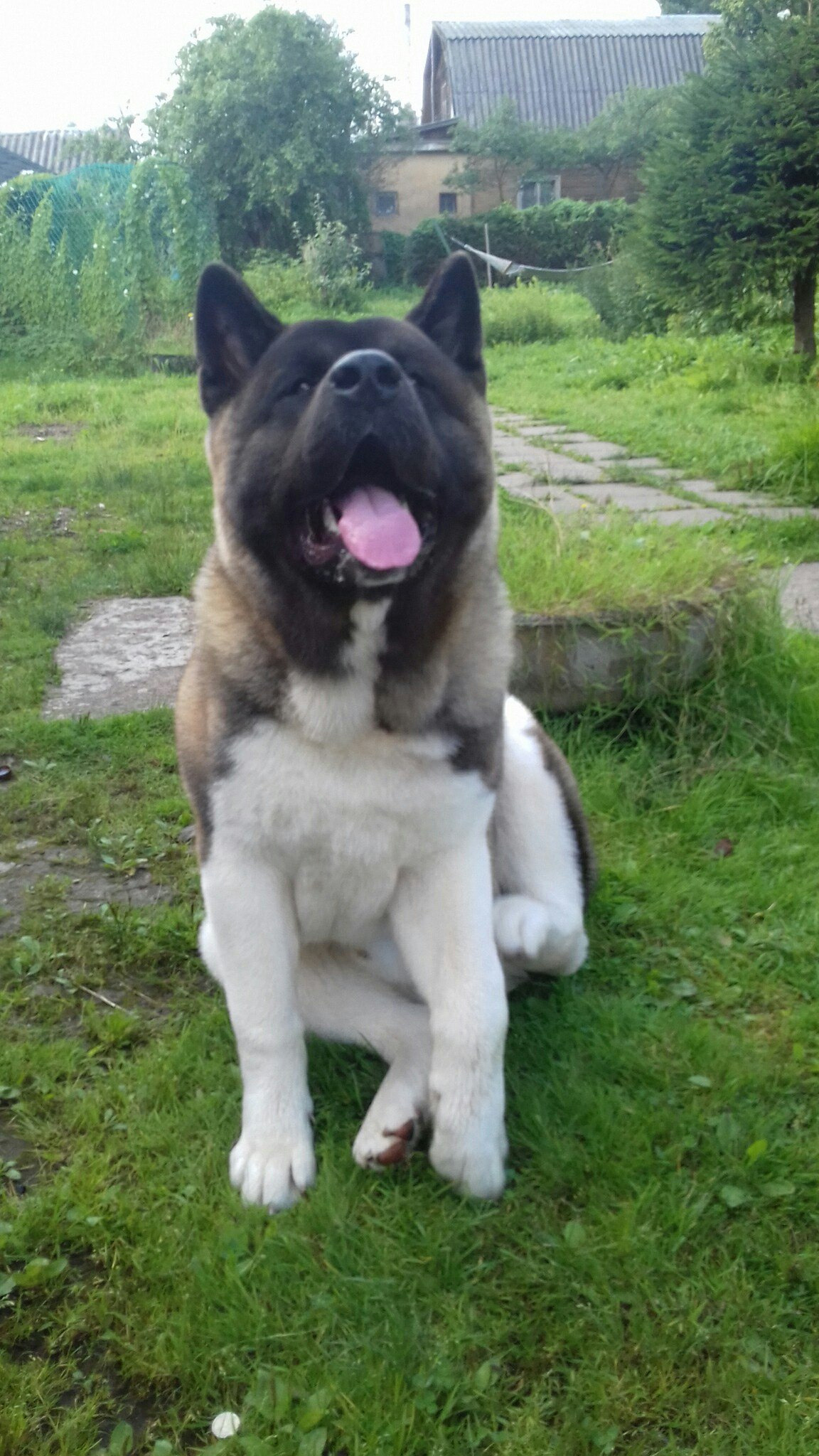 Американская акита питомник RUBYLIGHT. Американская акита I Сиба ину I Питомник RUBYLIGHT