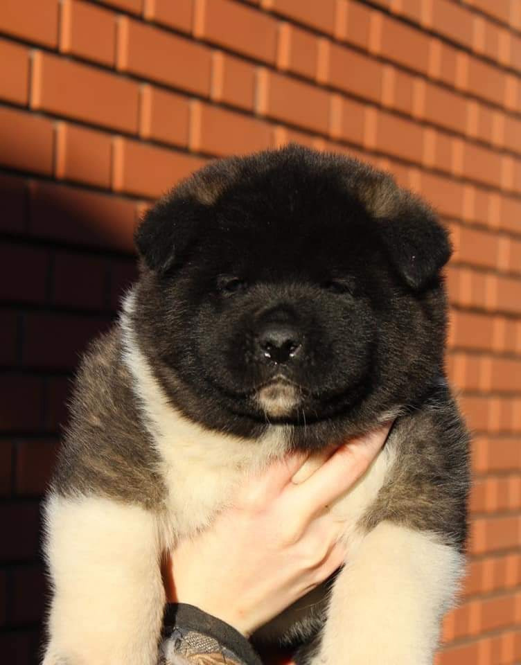 Triumf Sibiri Sting Shape of my Heart * Сэм  (Отец Zar Born To Be Famous Iz Ryzhei Stai , Мать Triumf Sibiri Dreams Come True)  Американская Акита кобель питомник RUBYLIGHT Санкт-Петербург