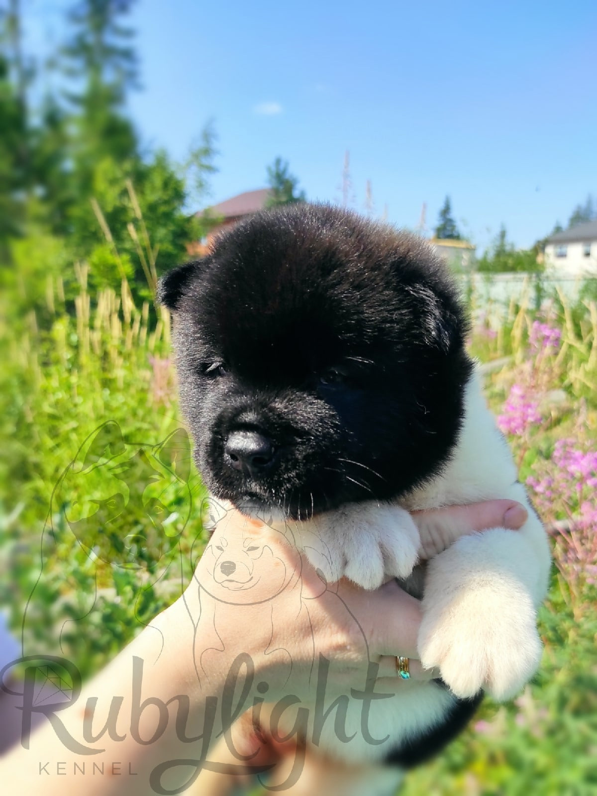 Щенки Американская акита Помет К : Alter Real Mercury и Infinit Happy