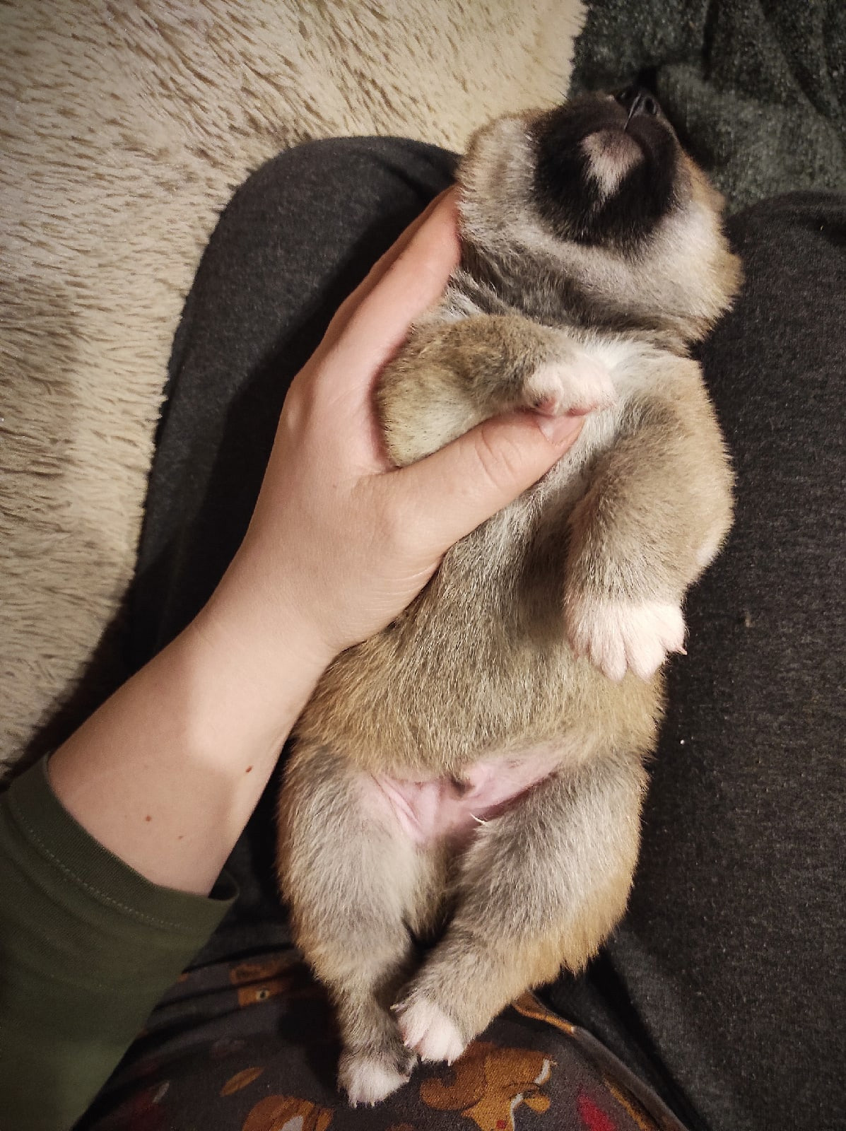 RUBYLIGHT IRON. AMERICAN AKITA RUBYLIGHT KENNEL I SHIBA-INU