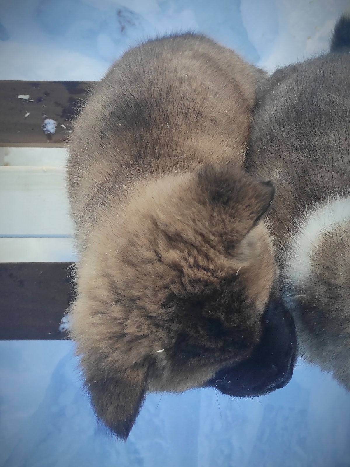 Помет Х дата рождения 21.01.2021 Отец: Alter Real Mercury , Мать: RUBYLIGHT BIYA