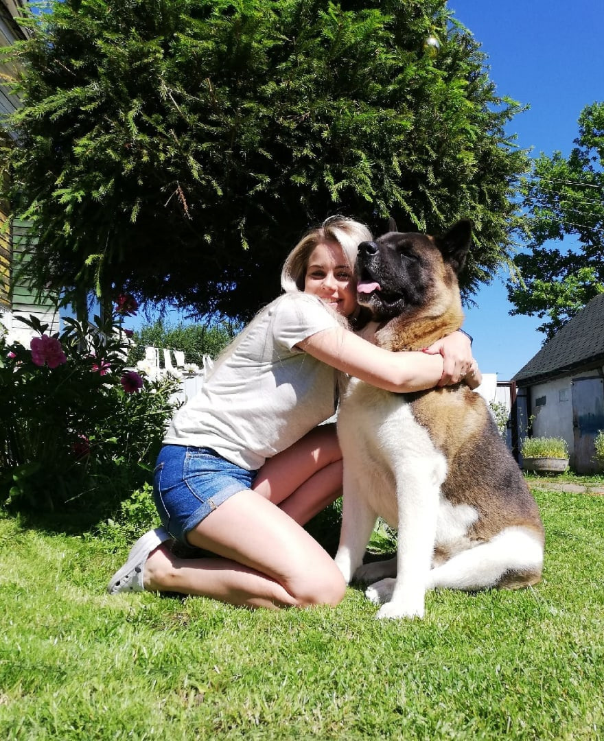 Американская акита питомник RUBYLIGHT. Американская акита I Сиба ину I Питомник RUBYLIGHT