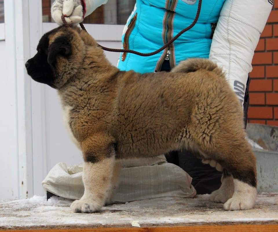 Triumf Sibiri Sting Shape of my Heart * Сэм  (Отец Zar Born To Be Famous Iz Ryzhei Stai , Мать Triumf Sibiri Dreams Come True)  Американская Акита кобель питомник RUBYLIGHT Санкт-Петербург