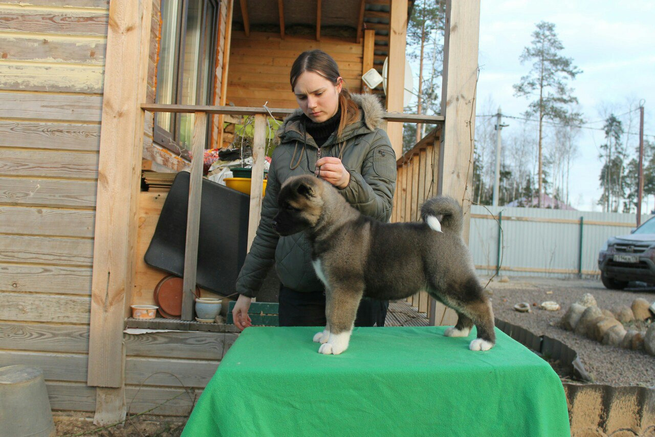 Американская акита питомник RUBYLIGHT. Американская акита I Сиба ину I Питомник RUBYLIGHT