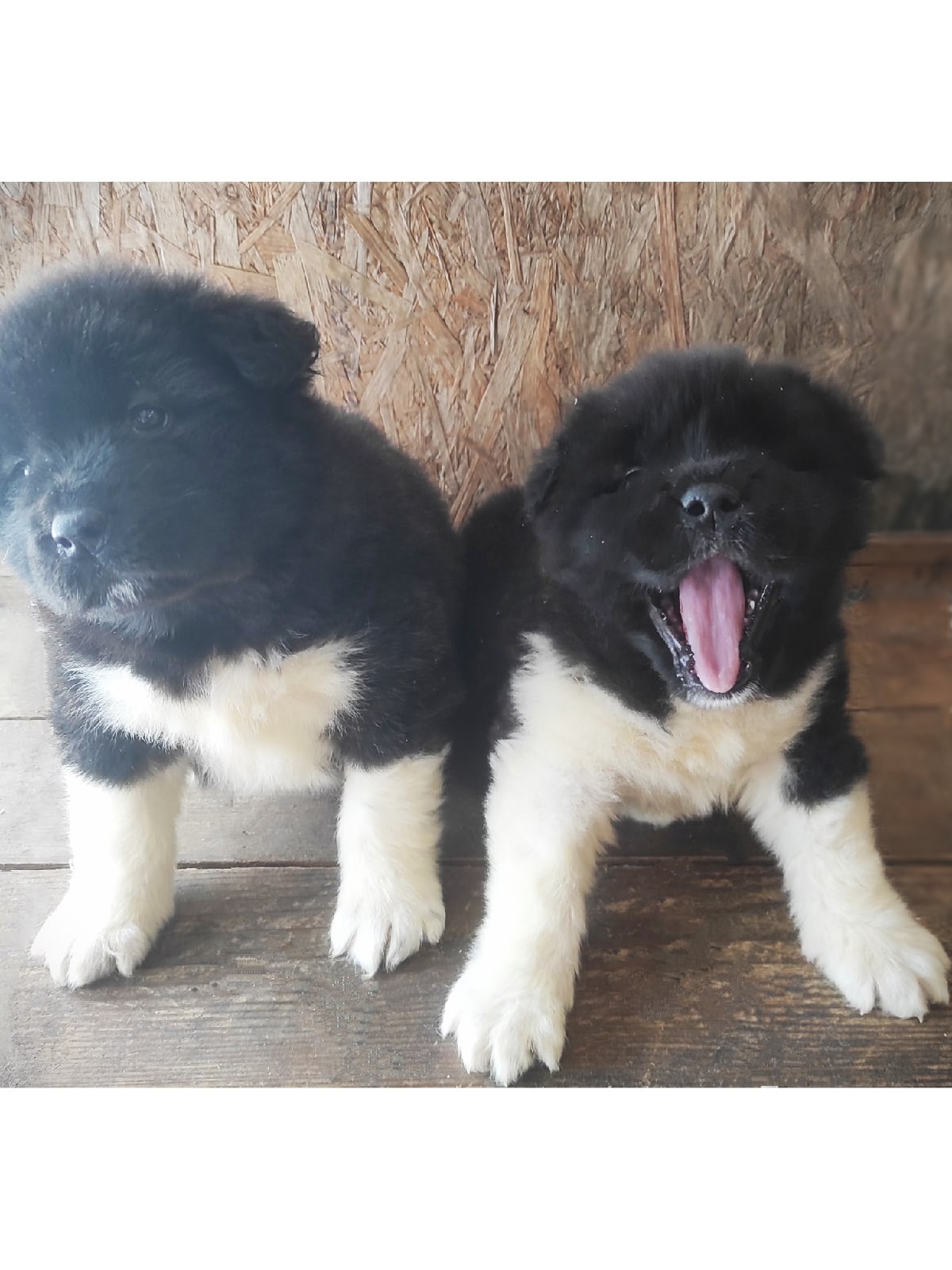 Помет Х дата рождения 21.01.2021 Отец: Alter Real Mercury , Мать: RUBYLIGHT BIYA