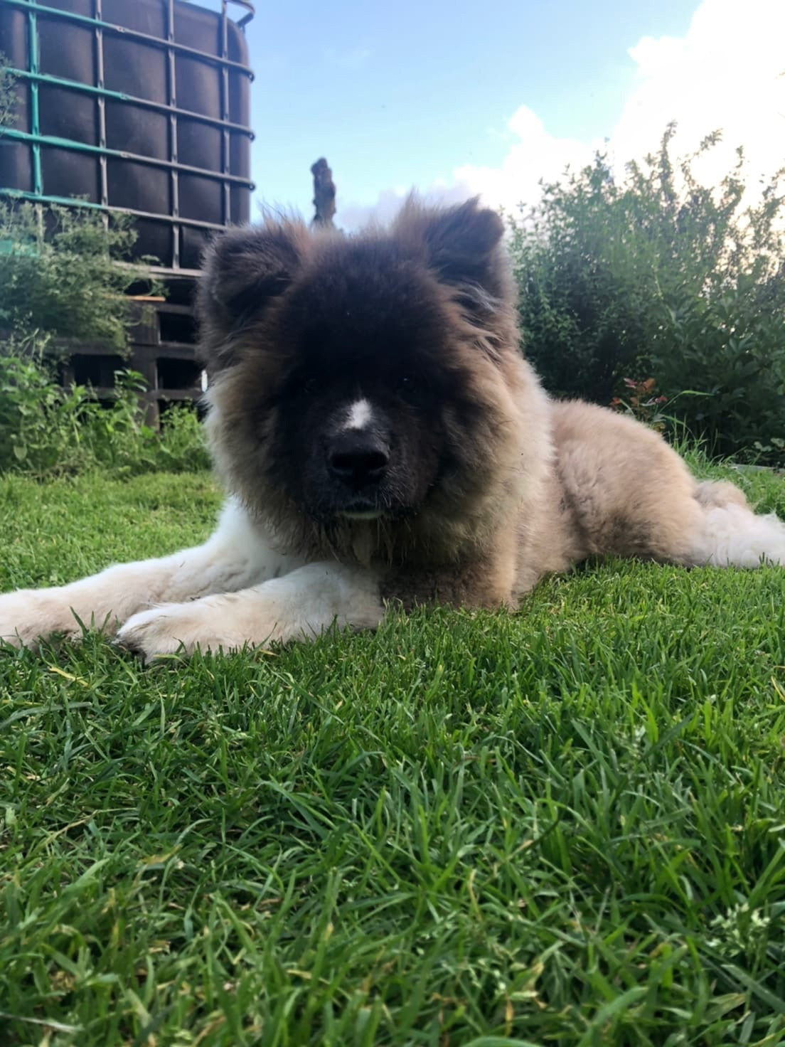 Американская акита щенки питомник