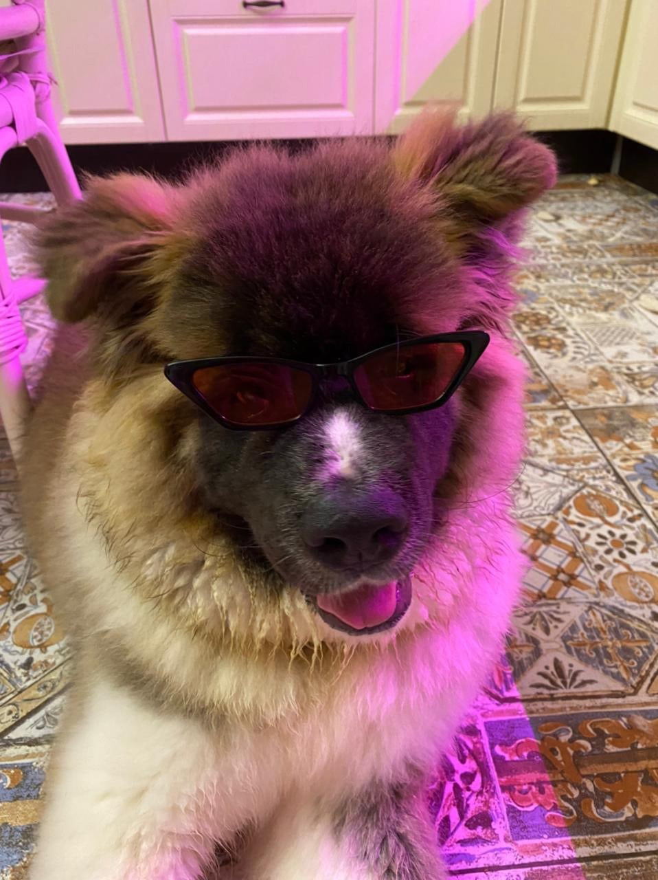 Американская акита щенки питомник