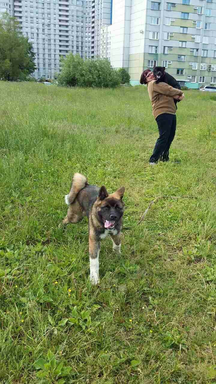 Svargas Odissey * Чоко. AMERICAN AKITA RUBYLIGHT KENNEL I SHIBA-INU