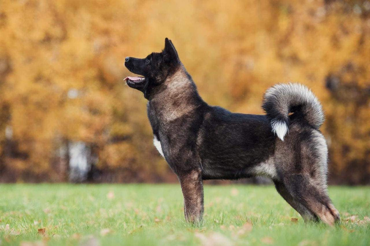 Exceligmos Ambra (Отец: Neypir Dzhemerdzhi GreatМать: Wild Rose) Американская Акита питомник RUBYLIGHT Санкт-Петербург