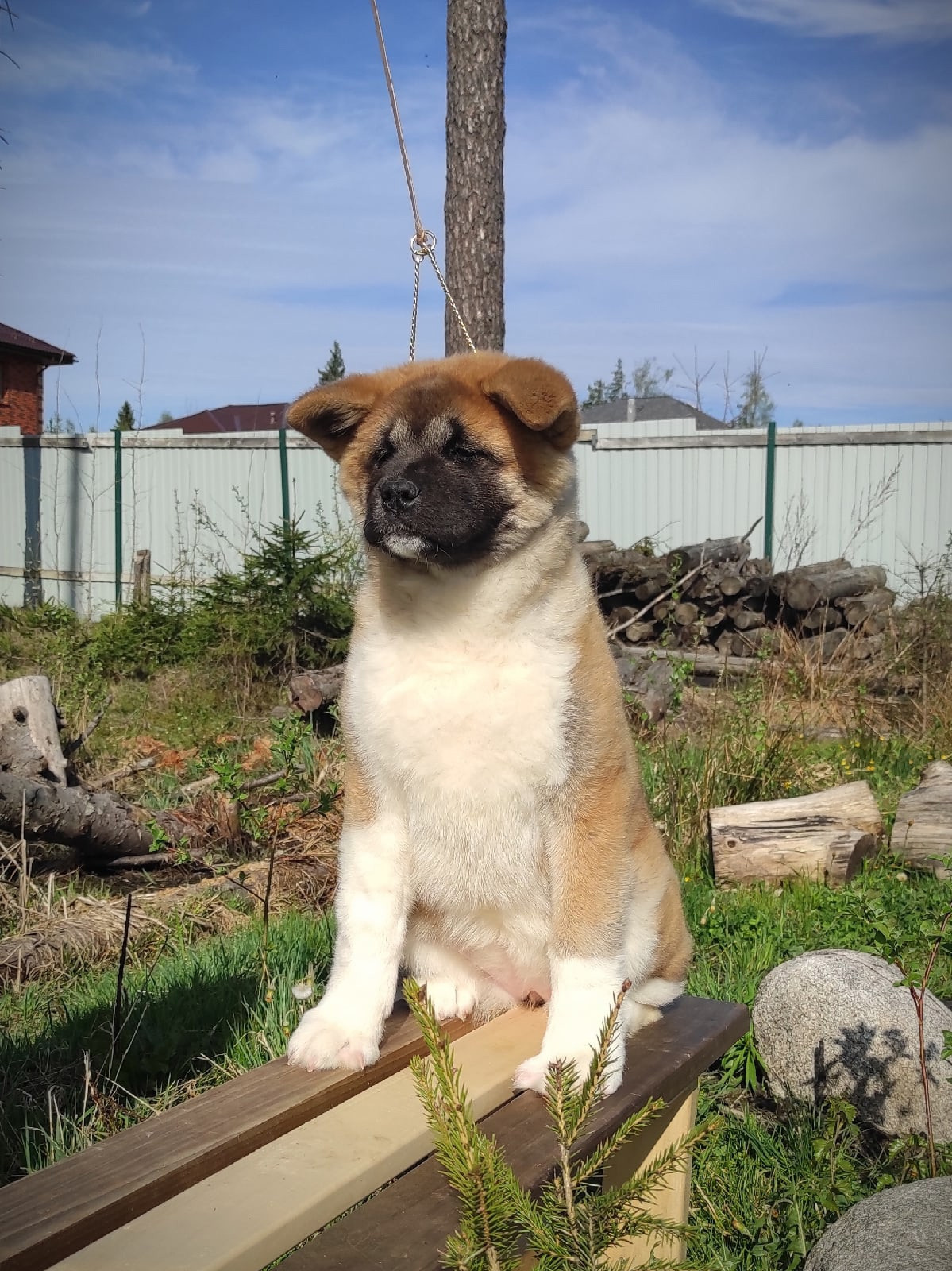 Помет Х дата рождения 21.01.2021 Отец: Alter Real Mercury , Мать: RUBYLIGHT BIYA