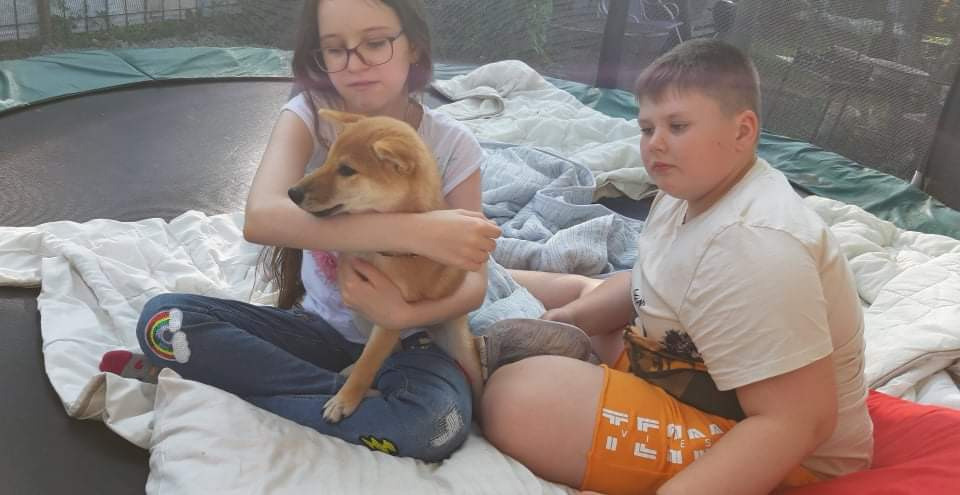 RUBYLIGHT JULY. AMERICAN AKITA RUBYLIGHT KENNEL I SHIBA-INU