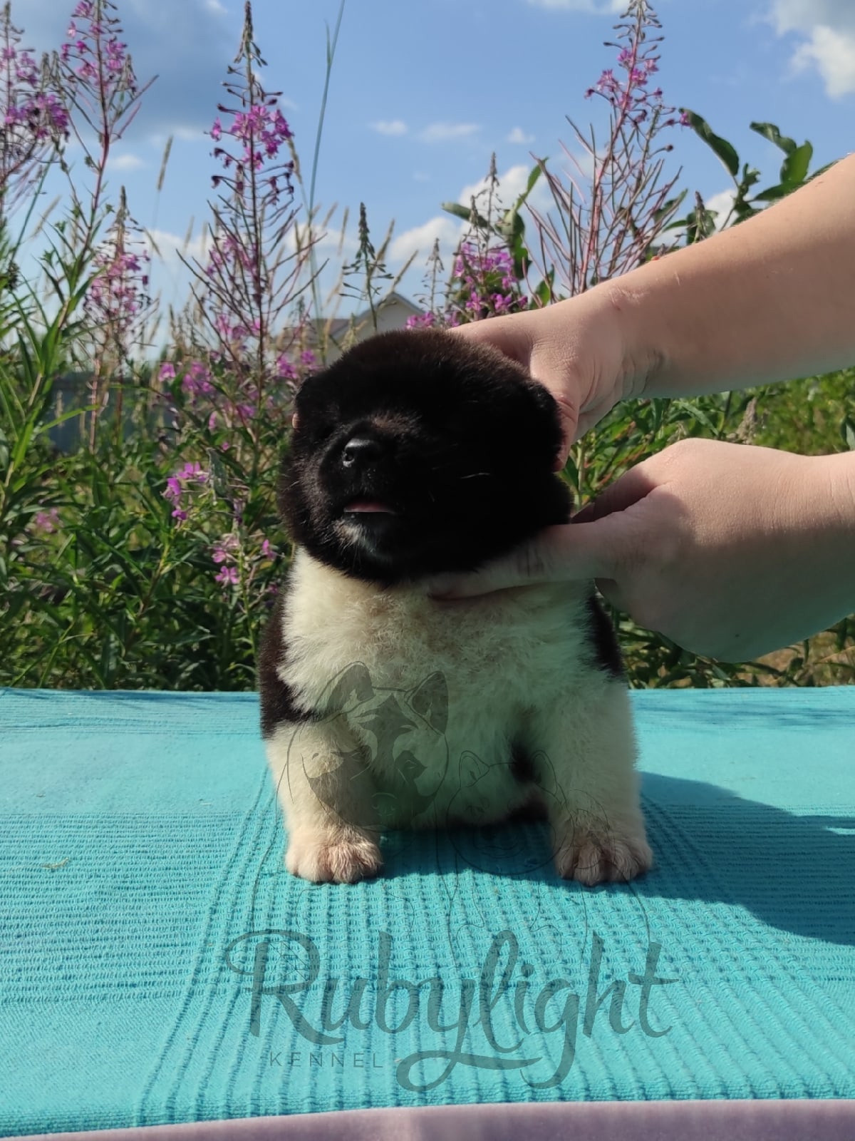 Щенки американской акиты