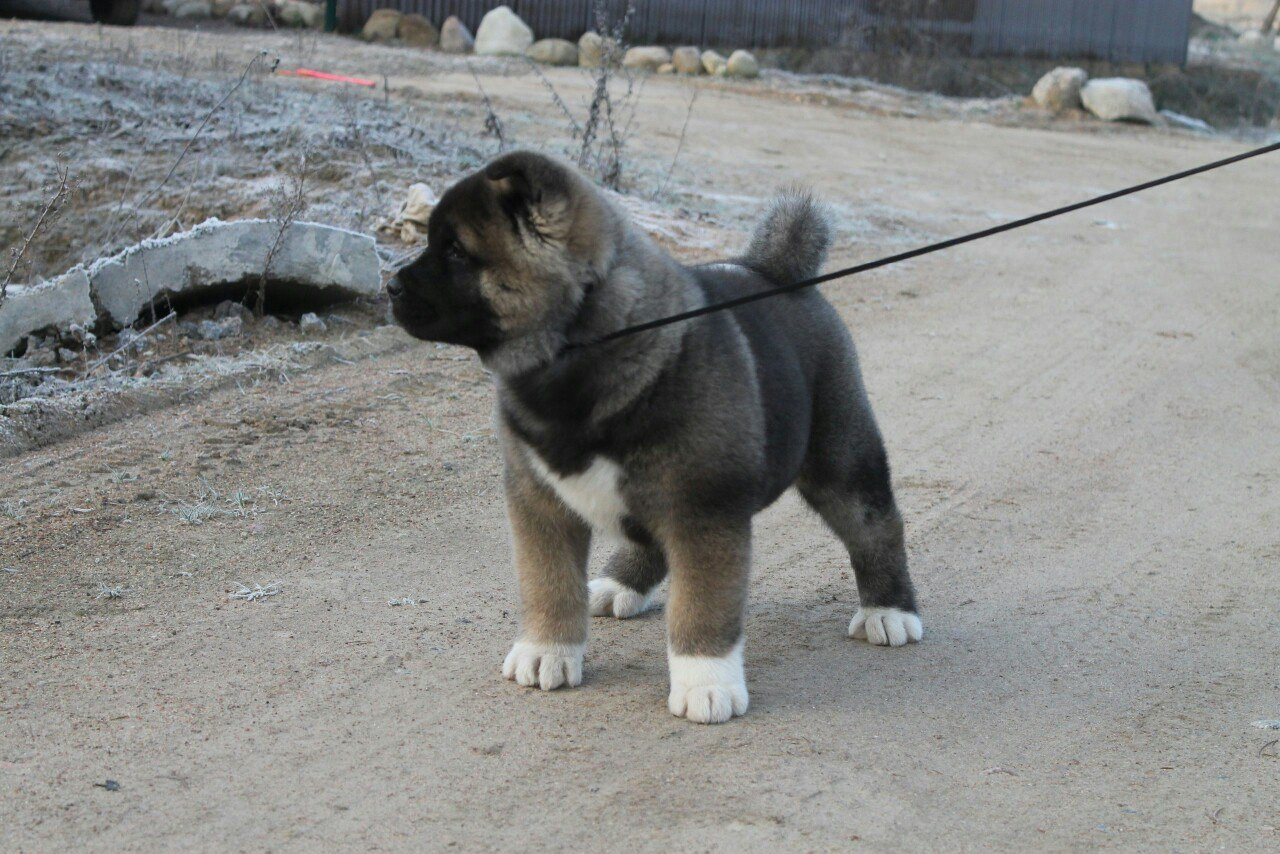 Американская акита питомник RUBYLIGHT. Американская акита I Сиба ину I Питомник RUBYLIGHT