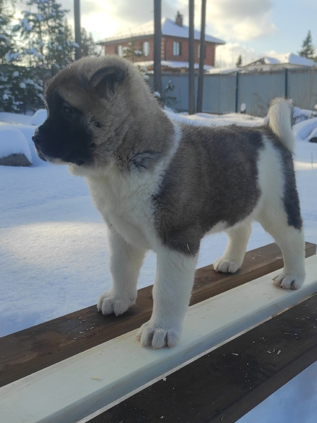 Помет Х дата рождения 21.01.2021 Отец: Alter Real Mercury , Мать: RUBYLIGHT BIYA