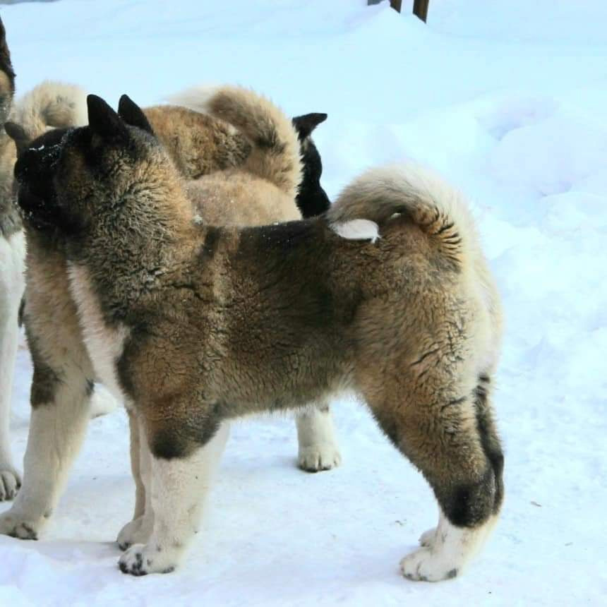 Triumf Sibiri Sting Shape of my Heart * Сэм  (Отец Zar Born To Be Famous Iz Ryzhei Stai , Мать Triumf Sibiri Dreams Come True)  Американская Акита кобель питомник RUBYLIGHT Санкт-Петербург