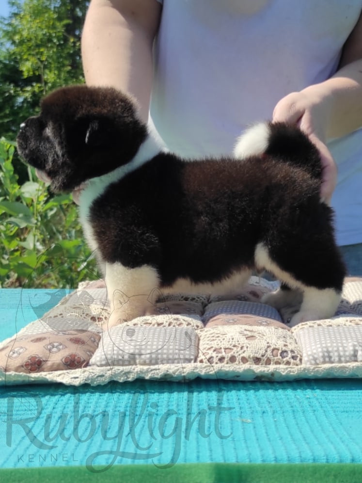 Щенки Американская акита Помет К : Alter Real Mercury и Infinit Happy