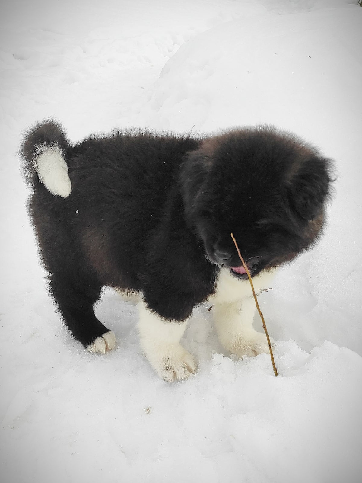 RUBYLIGHT HANNA * Ханна ( Отец: Alter Real Mercury , Мать: RUBYLIGHT BIYA )