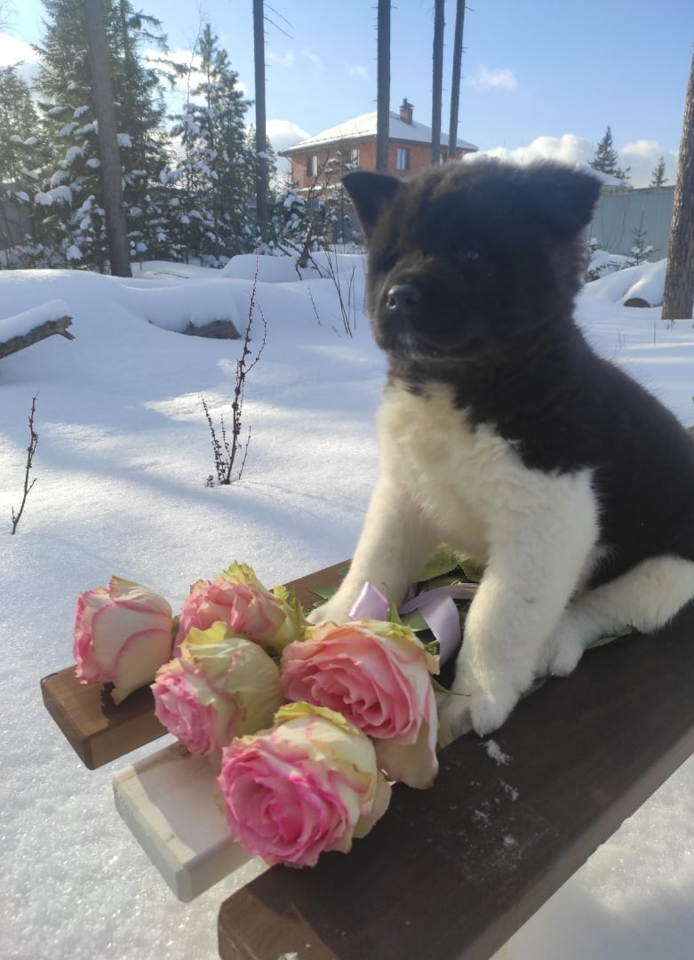 Американская акита щенки питомник