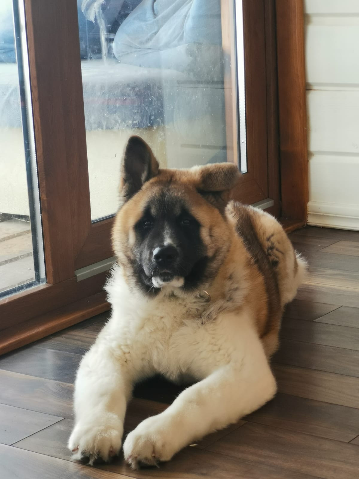 RUBYLIGHT GUCHI * Гуччи. AMERICAN AKITA RUBYLIGHT KENNEL I SHIBA-INU