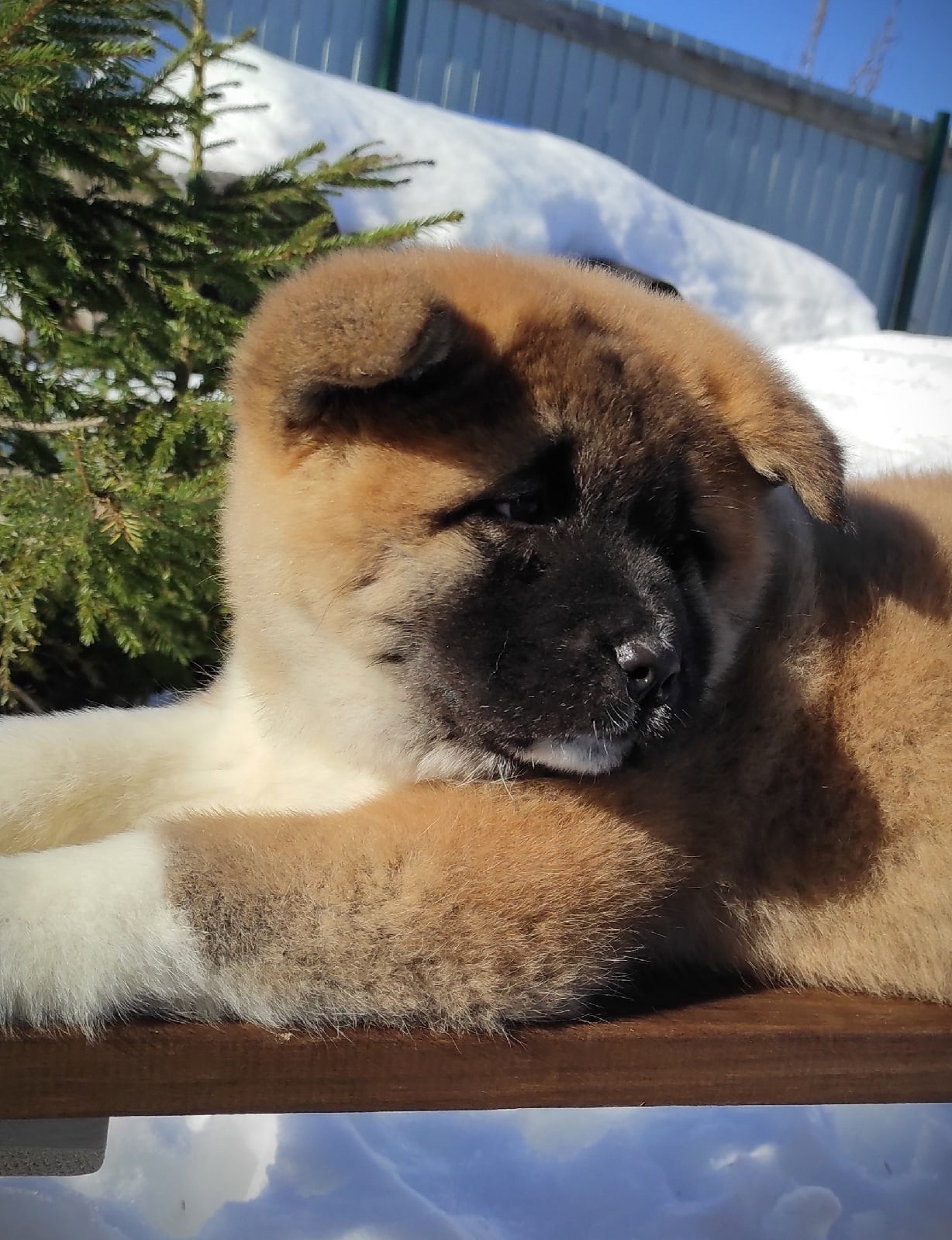 Помет Х дата рождения 21.01.2021 Отец: Alter Real Mercury , Мать: RUBYLIGHT BIYA