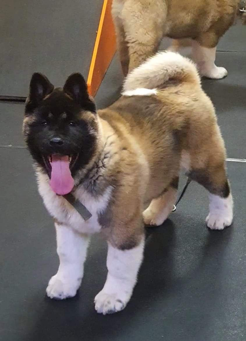 Triumf Sibiri Sting Shape of my Heart * Сэм  (Отец Zar Born To Be Famous Iz Ryzhei Stai , Мать Triumf Sibiri Dreams Come True)  Американская Акита кобель питомник RUBYLIGHT Санкт-Петербург