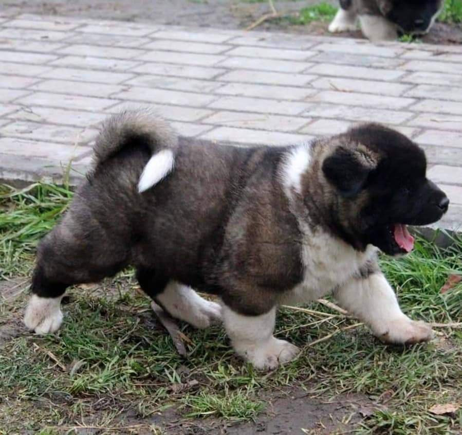 Triumf Sibiri Sting Shape of my Heart * Сэм  (Отец Zar Born To Be Famous Iz Ryzhei Stai , Мать Triumf Sibiri Dreams Come True)  Американская Акита кобель питомник RUBYLIGHT Санкт-Петербург