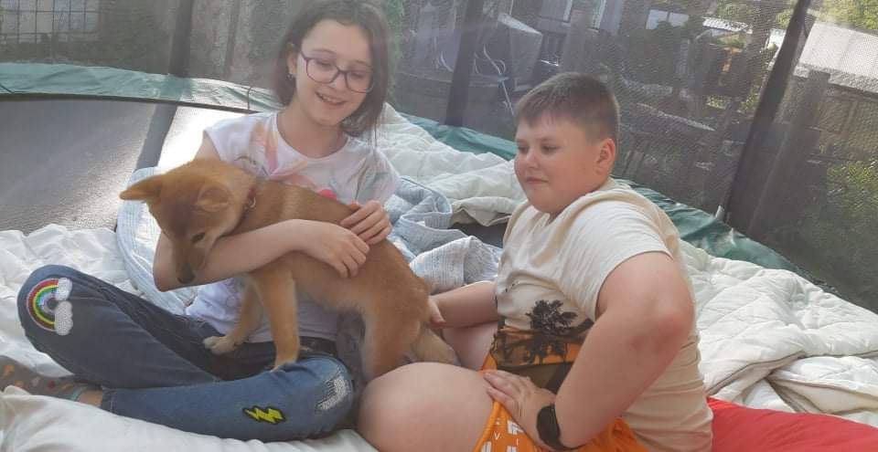 RUBYLIGHT JULY. AMERICAN AKITA RUBYLIGHT KENNEL I SHIBA-INU