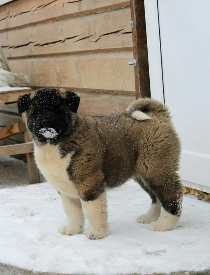 Triumf Sibiri Sting Shape of my Heart * Сэм  (Отец Zar Born To Be Famous Iz Ryzhei Stai , Мать Triumf Sibiri Dreams Come True)  Американская Акита кобель питомник RUBYLIGHT Санкт-Петербург