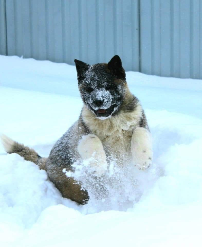 Triumf Sibiri Sting Shape of my Heart * Сэм  (Отец Zar Born To Be Famous Iz Ryzhei Stai , Мать Triumf Sibiri Dreams Come True)  Американская Акита кобель питомник RUBYLIGHT Санкт-Петербург