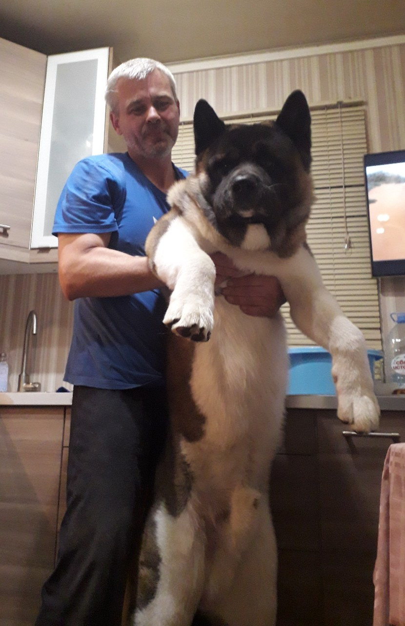 Американская акита питомник RUBYLIGHT. Американская акита I Сиба ину I Питомник RUBYLIGHT