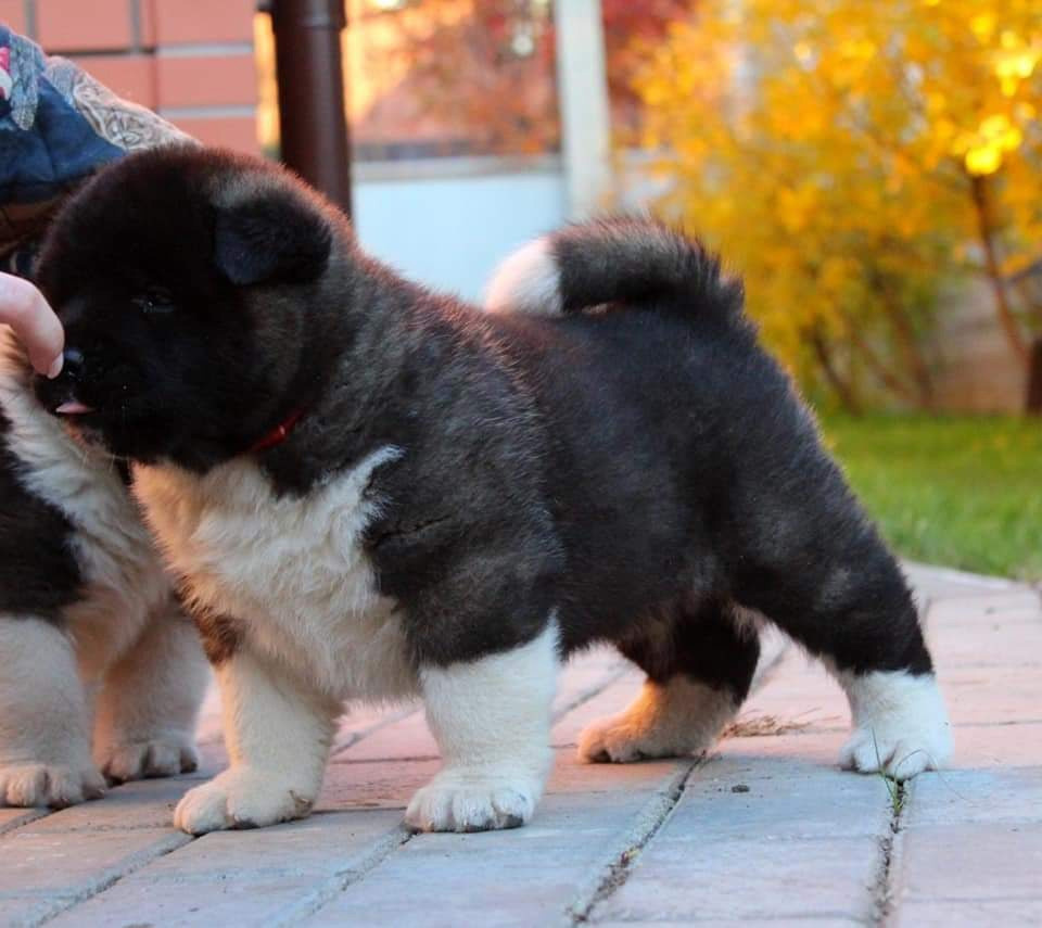 Triumf Sibiri Sting Shape of my Heart * Сэм  (Отец Zar Born To Be Famous Iz Ryzhei Stai , Мать Triumf Sibiri Dreams Come True)  Американская Акита кобель питомник RUBYLIGHT Санкт-Петербург