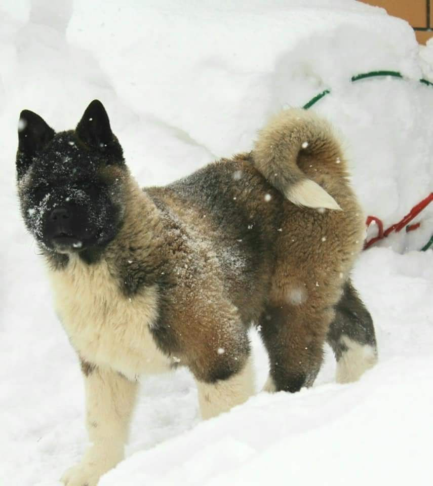 Triumf Sibiri Sting Shape of my Heart * Сэм  (Отец Zar Born To Be Famous Iz Ryzhei Stai , Мать Triumf Sibiri Dreams Come True)  Американская Акита кобель питомник RUBYLIGHT Санкт-Петербург