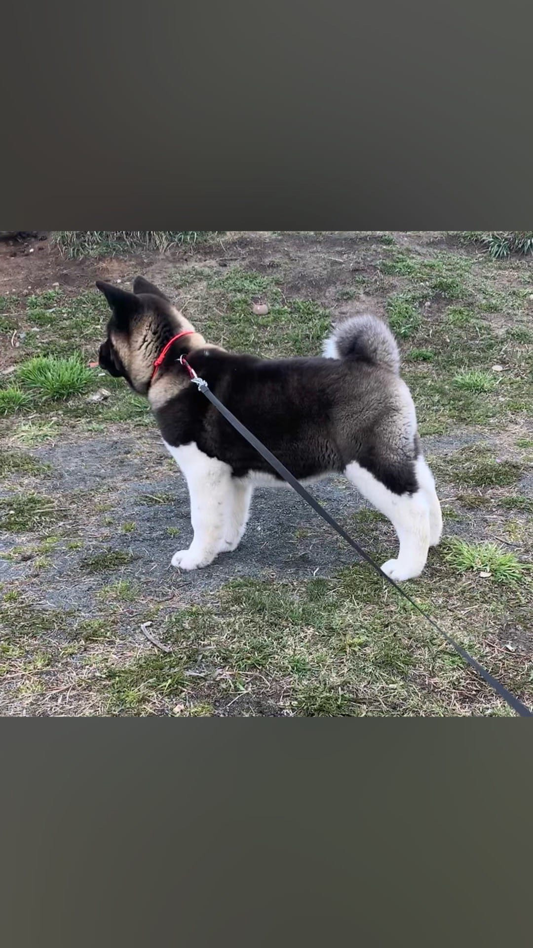 Американская акита щенки питомник