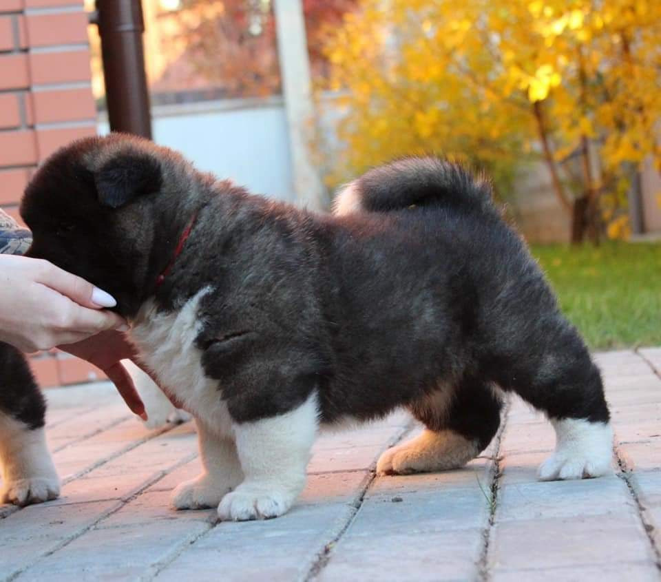 Triumf Sibiri Sting Shape of my Heart * Сэм  (Отец Zar Born To Be Famous Iz Ryzhei Stai , Мать Triumf Sibiri Dreams Come True)  Американская Акита кобель питомник RUBYLIGHT Санкт-Петербург