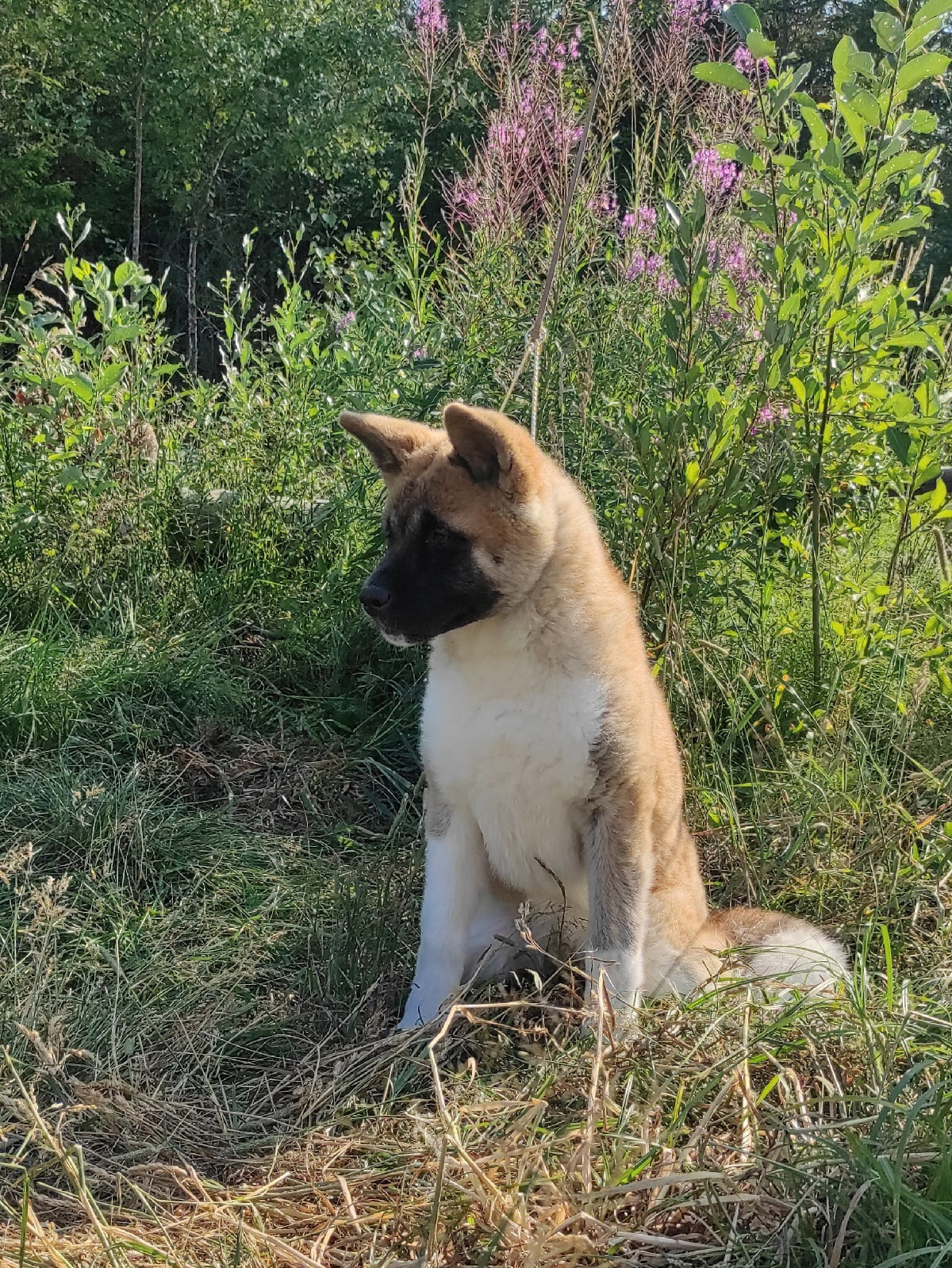 Помет Х дата рождения 21.01.2021 Отец: Alter Real Mercury , Мать: RUBYLIGHT BIYA