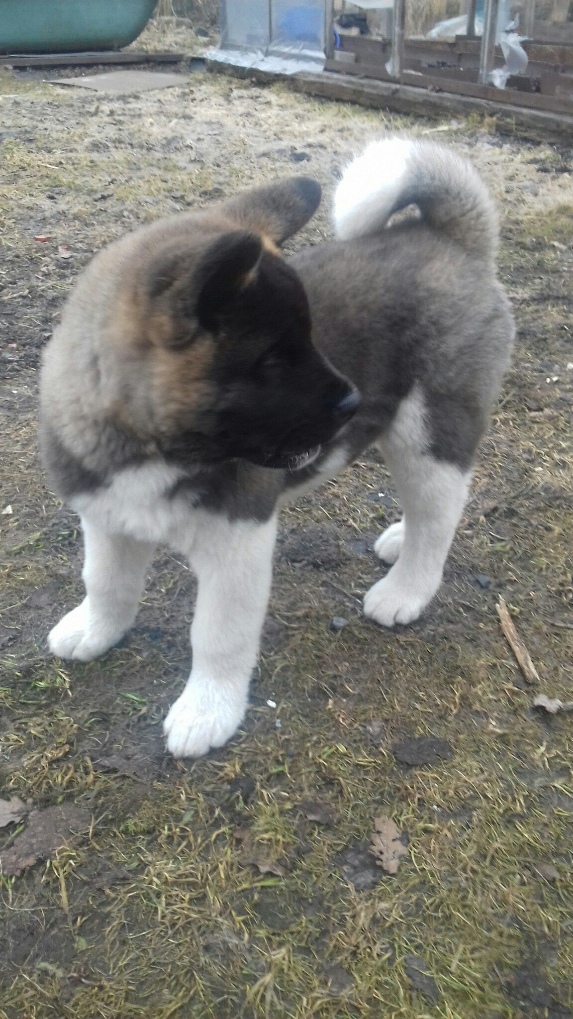 Американская акита питомник RUBYLIGHT. Американская акита I Сиба ину I Питомник RUBYLIGHT