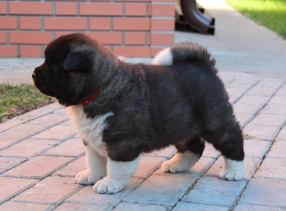 Triumf Sibiri Sting Shape of my Heart * Сэм  (Отец Zar Born To Be Famous Iz Ryzhei Stai , Мать Triumf Sibiri Dreams Come True)  Американская Акита кобель питомник RUBYLIGHT Санкт-Петербург