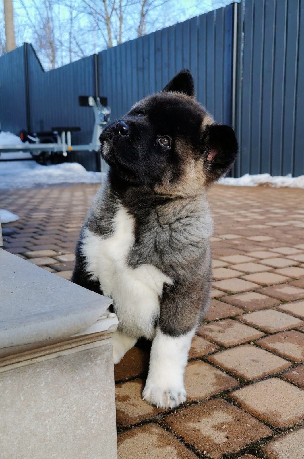 Американская акита щенки питомник