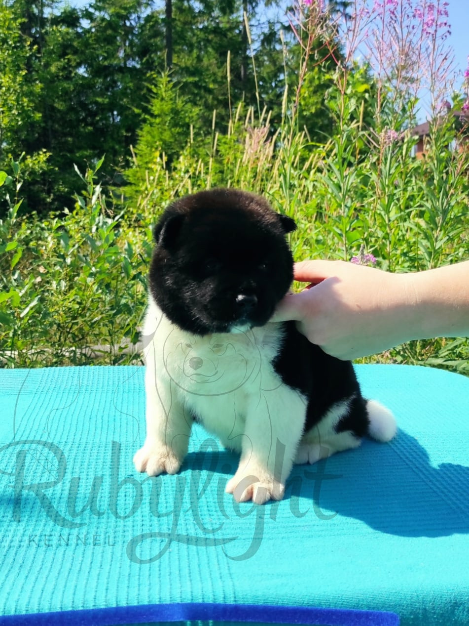 Щенки Американская акита Помет К : Alter Real Mercury и Infinit Happy