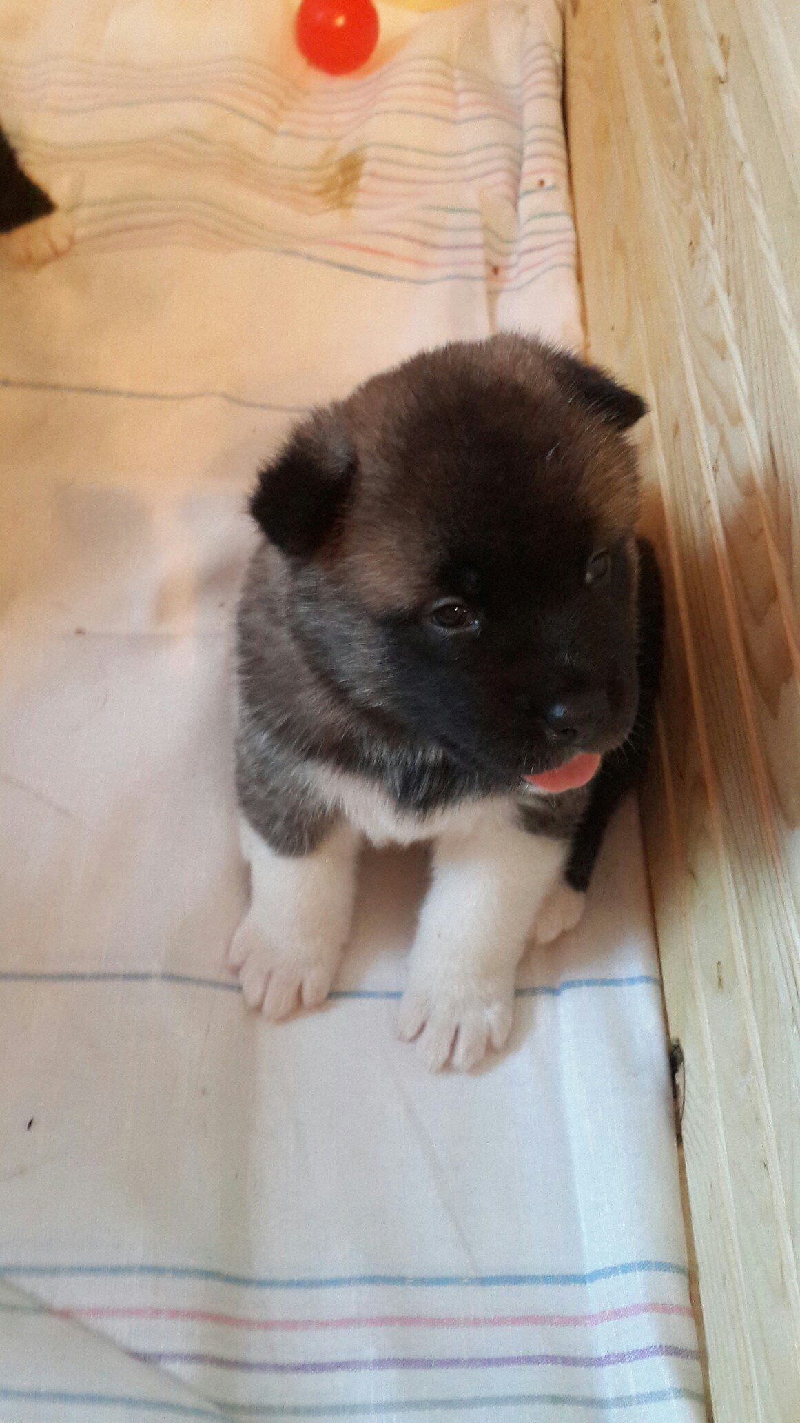 Svargas Dancing in the rain. AMERICAN AKITA RUBYLIGHT KENNEL I SHIBA-INU